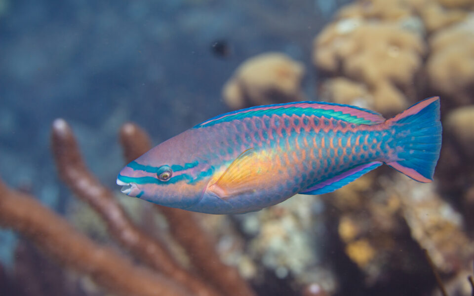 How Do Fish Sleep? | God's World News