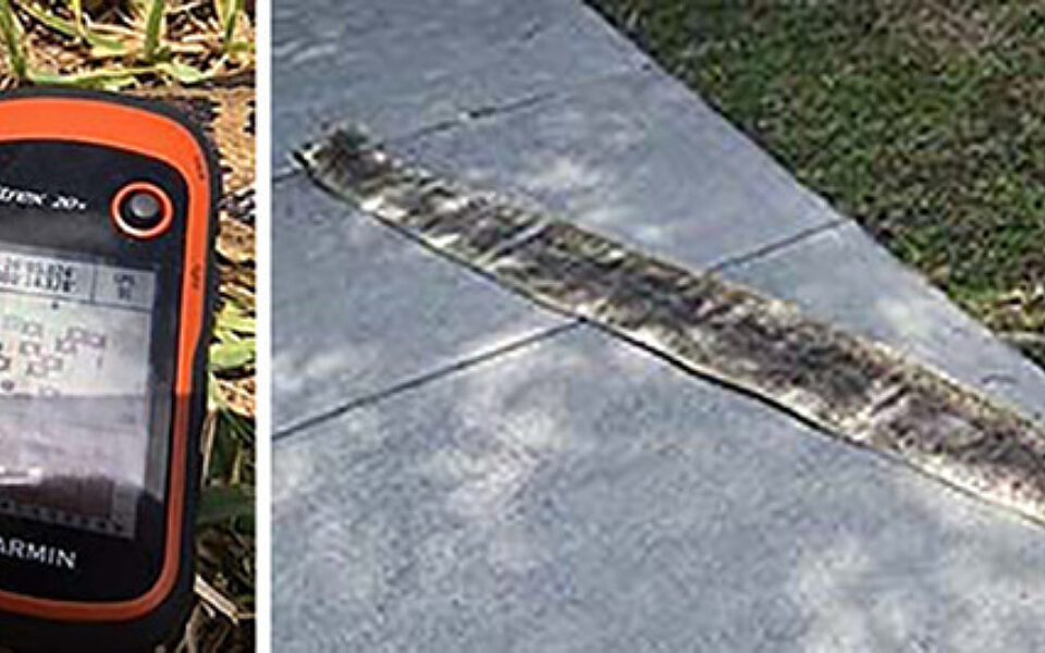 Python Pickup | God's World News