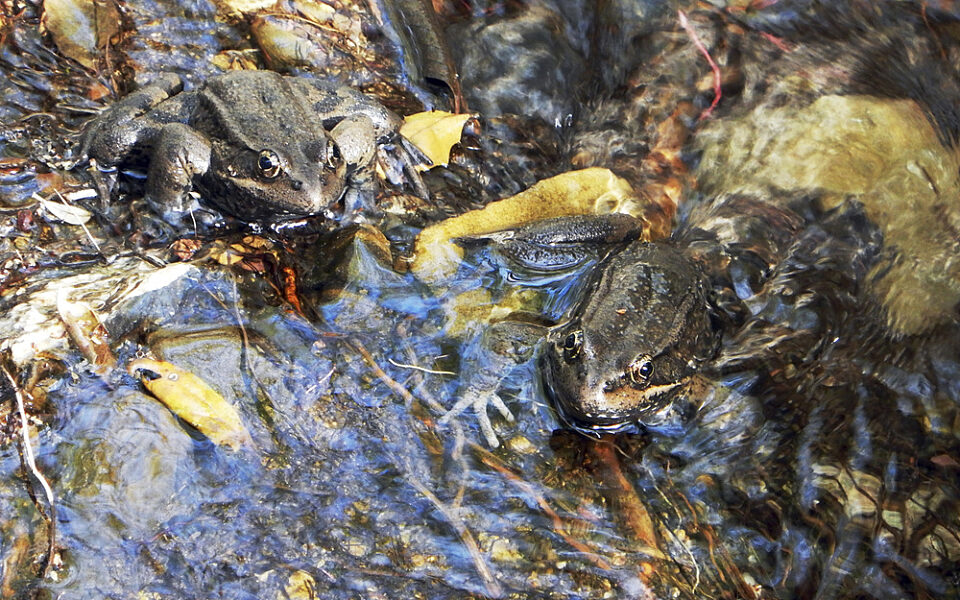 Frog Rarity Rare Frog Discovery | God's World News