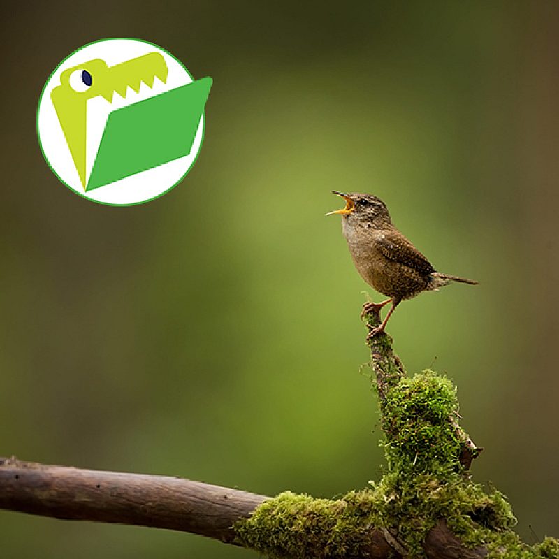God's World News | Do Birds Use Words?