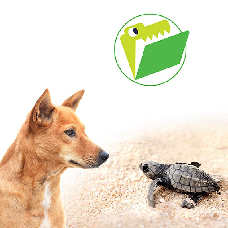 CF turtle sniffing thumbnail