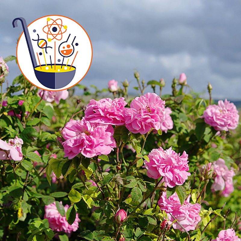 SS rose oil thumbnail