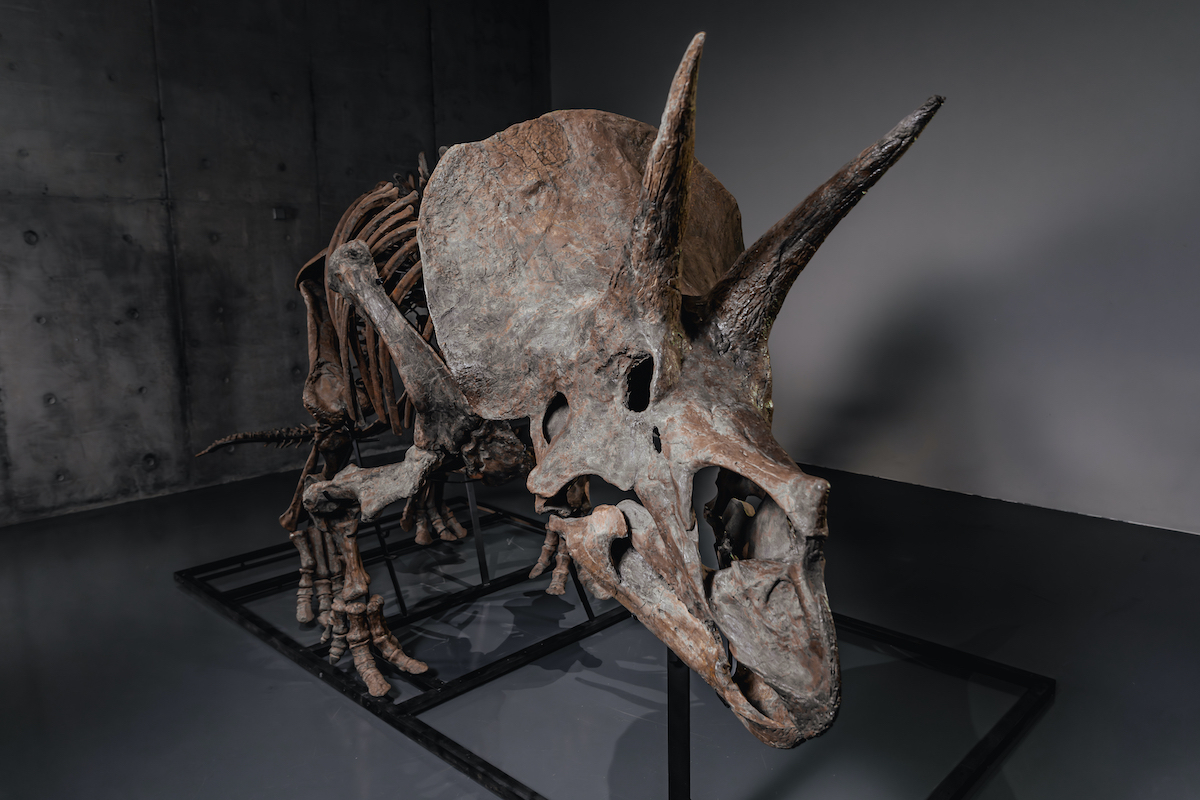 Triceratops Goes to Auction | God's World News