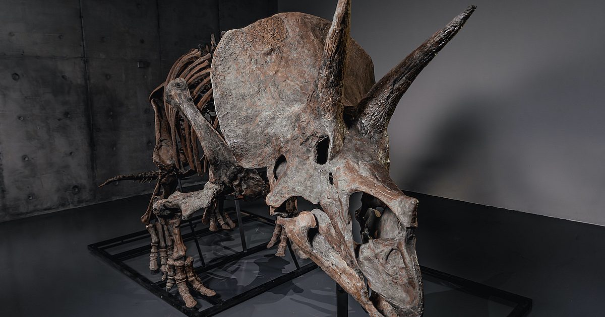【新品未開封】TRICERATOPS/GOING TO THE MOON Triceratops Goes to Auction | God's World News
