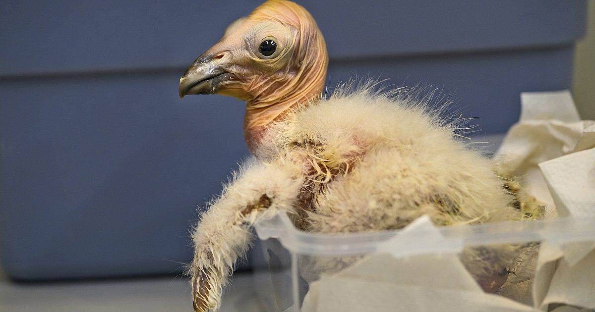 Condor Embryo Zoo’s Baby Condor Numbers Soar | God's World News