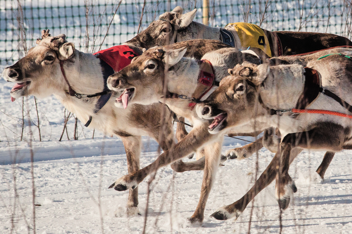 Reindeer Roulette Reindeer Games | God's World News